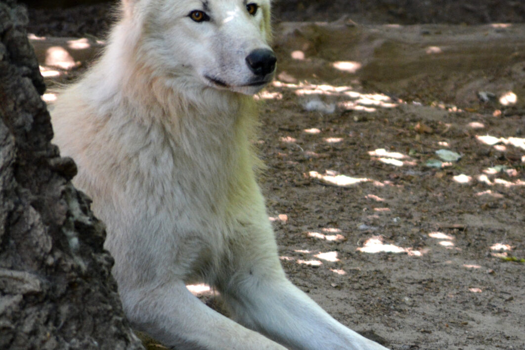 White Wolf