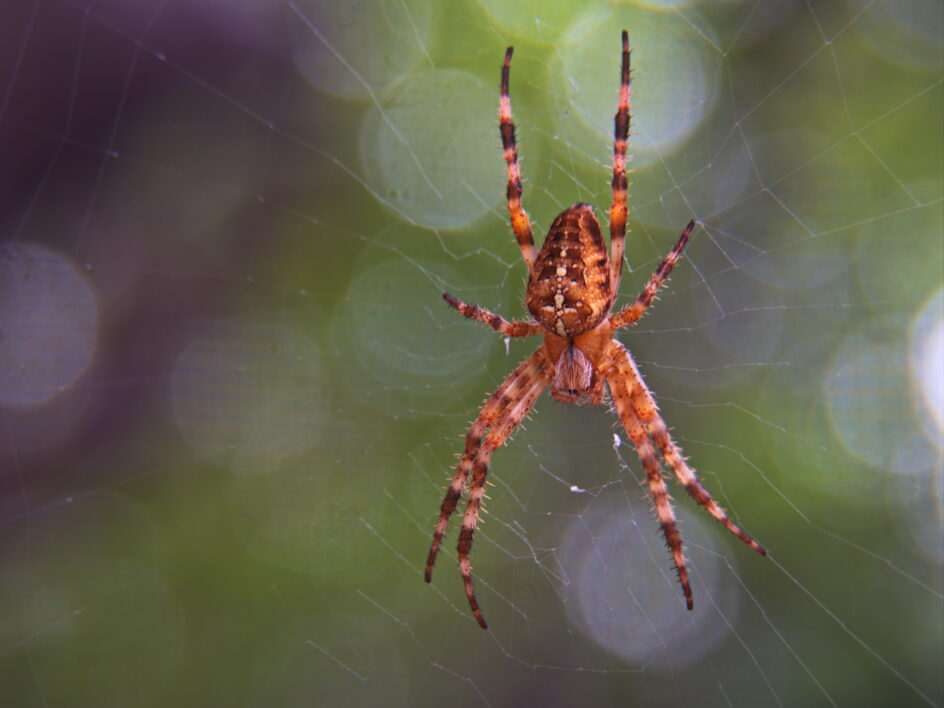 Spider Web Insect