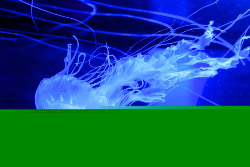 Jellyfish Background Water