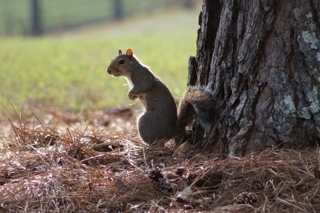 Squirrel Animal Nature