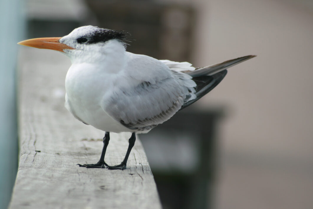 Bird Wildlife Animal
