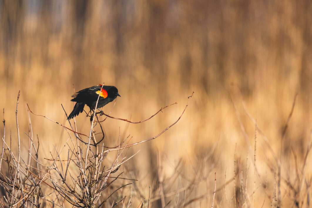 Black Bird Nature