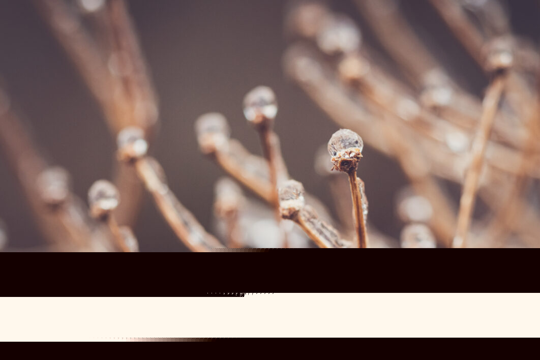Frozen Branches Background
