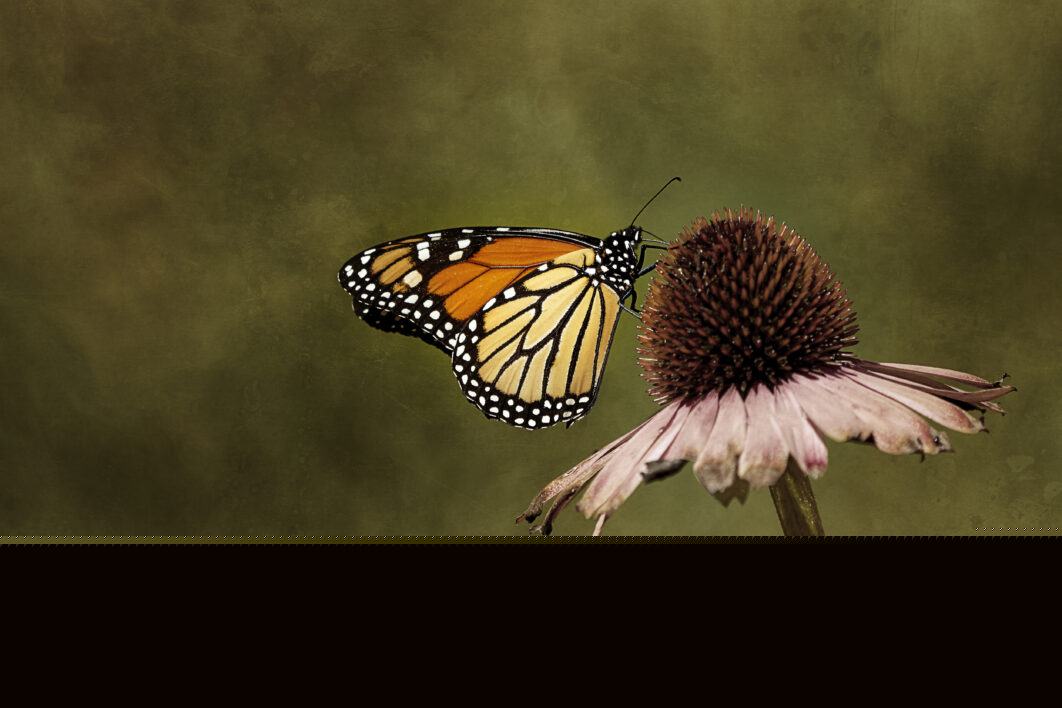 Butterfly Insect Garden