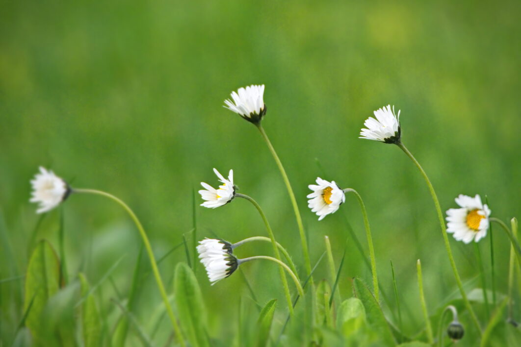 Daisies Flower Field