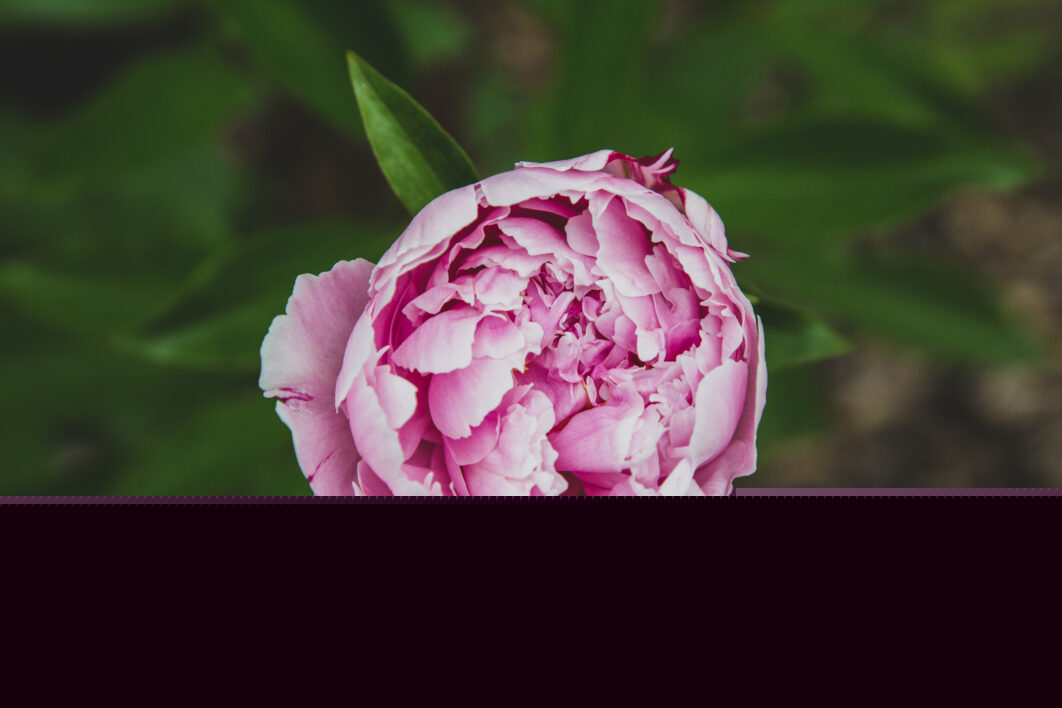Pink Flower Garden