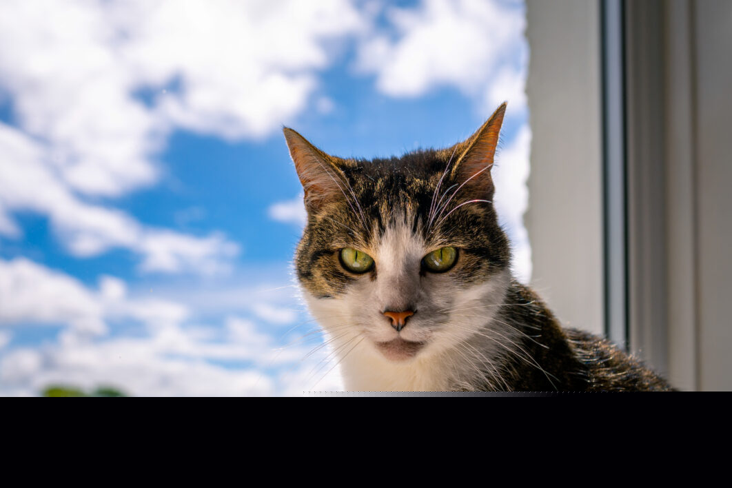 House Cat Eyes