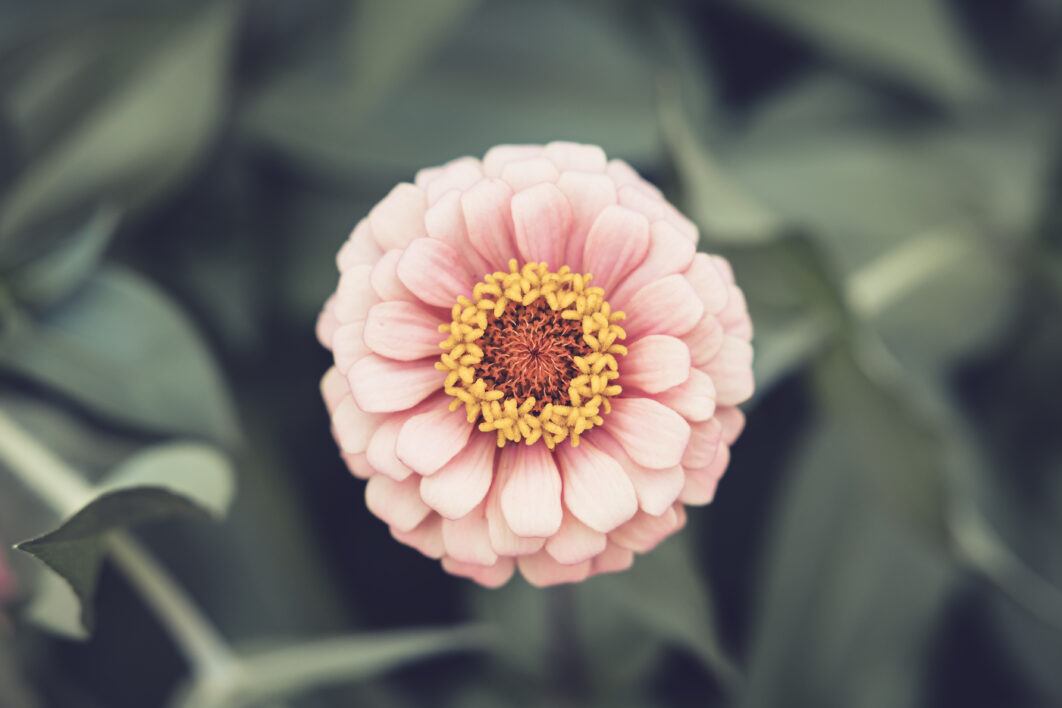 Flower Blossom Close