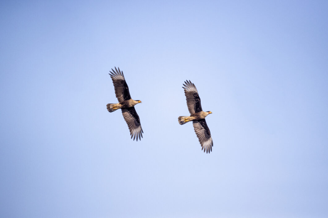Birds Flying Sky
