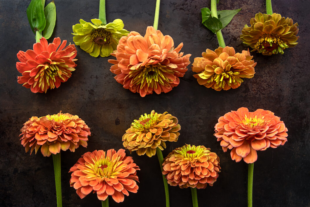 Flowers Floral Background