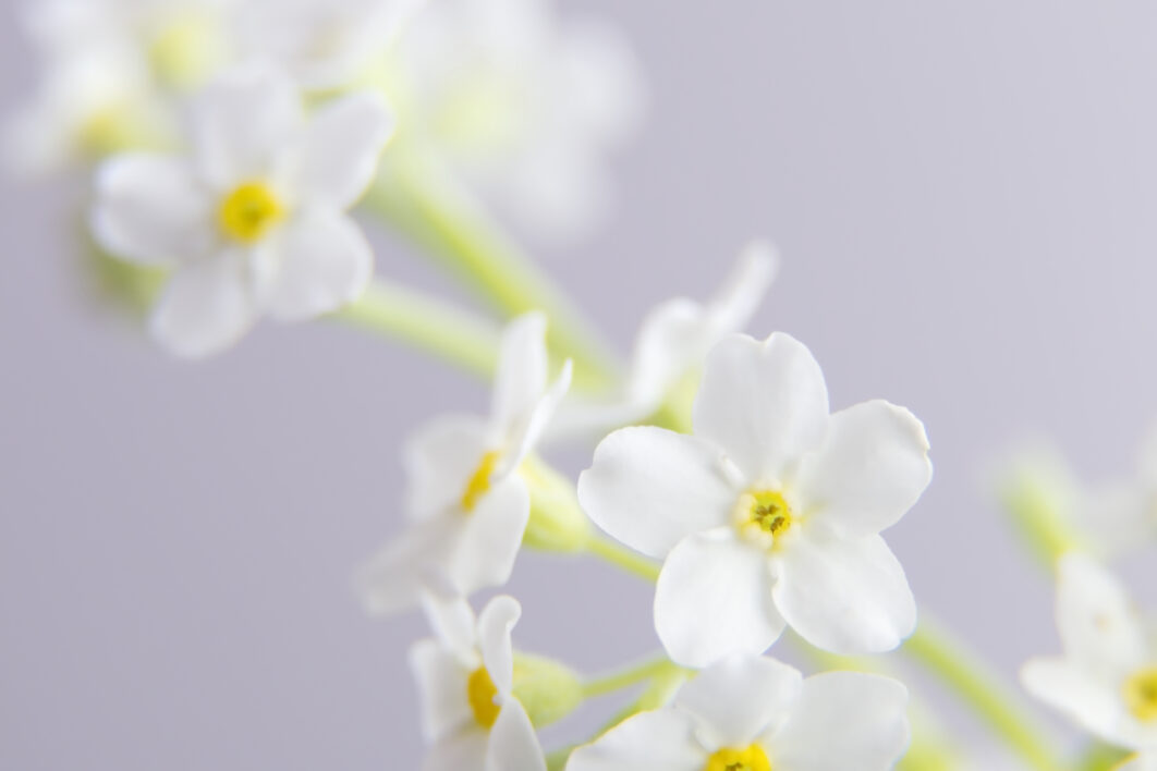 Flower Blossom Background