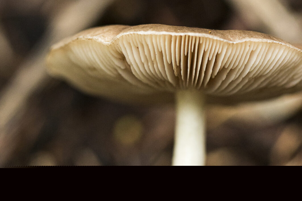 Mushroom Fungus Nature
