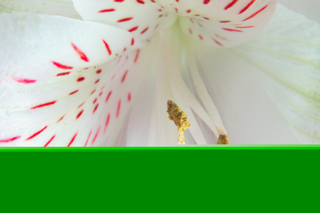 Flower Close Detail