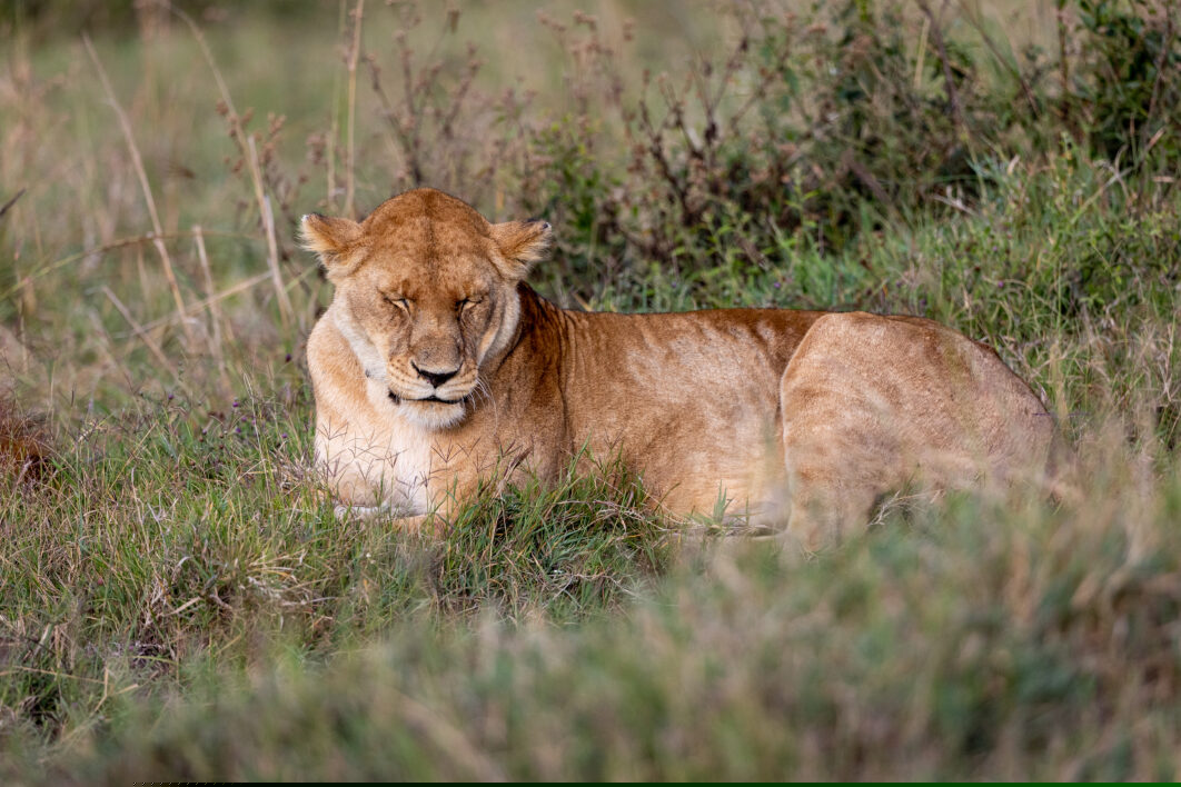 Africa Lion Cat