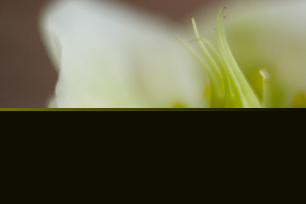 Abstract Flower Background
