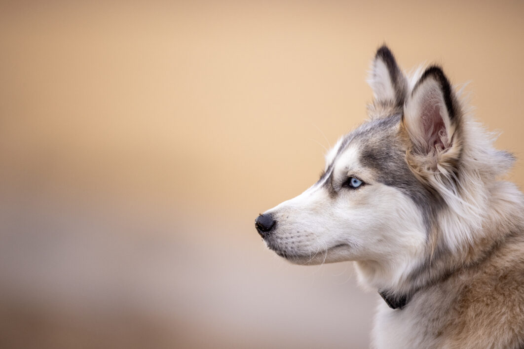 Husky Animal Dog