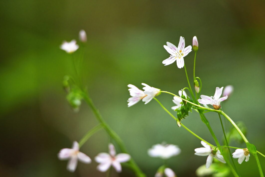 White Flowers Garden