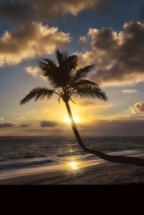Palm Tree Sunset