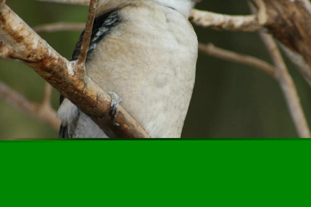 Woodpecker Bird Nature